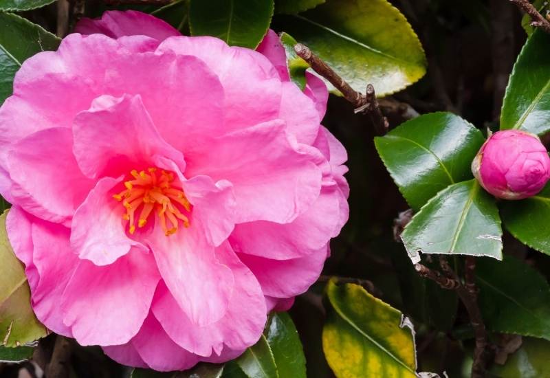 Groundcover Rose &lsquo;Flower Carpet Pink Supreme&rsquo; (Rosa &lsquo;Flower Carpet Pink Supreme&rsquo;)