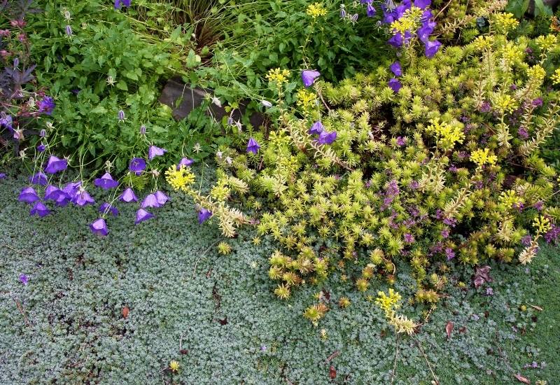 Herbaceous Evergreen Groundcover Plants