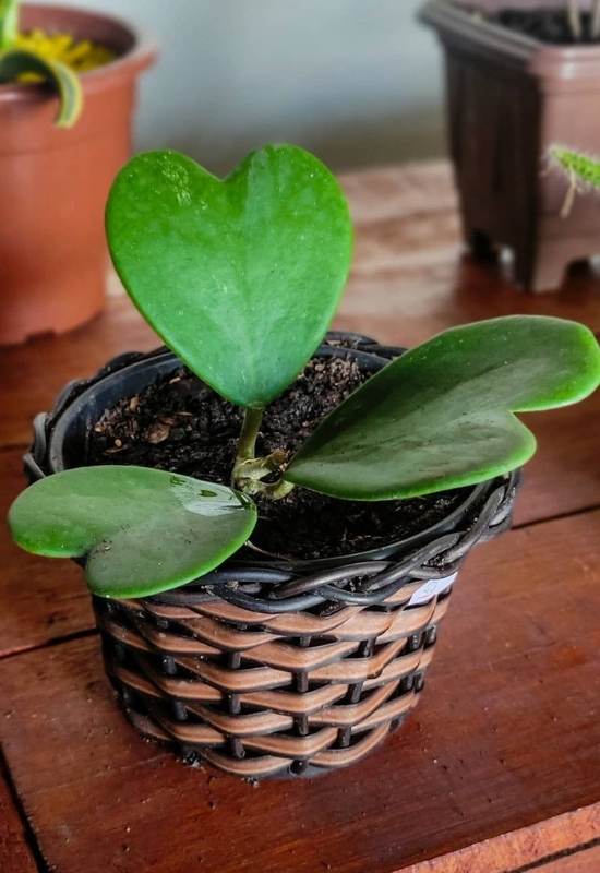 Hoya Hearts (Hoya kerrii)