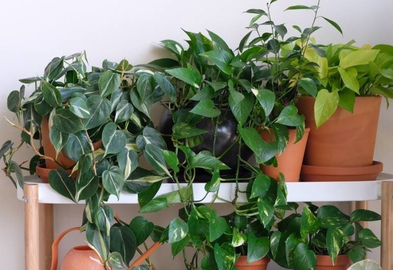 15 Vines You Can Grow Indoors