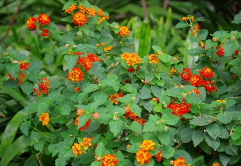 Lantana (Lantana spp.)