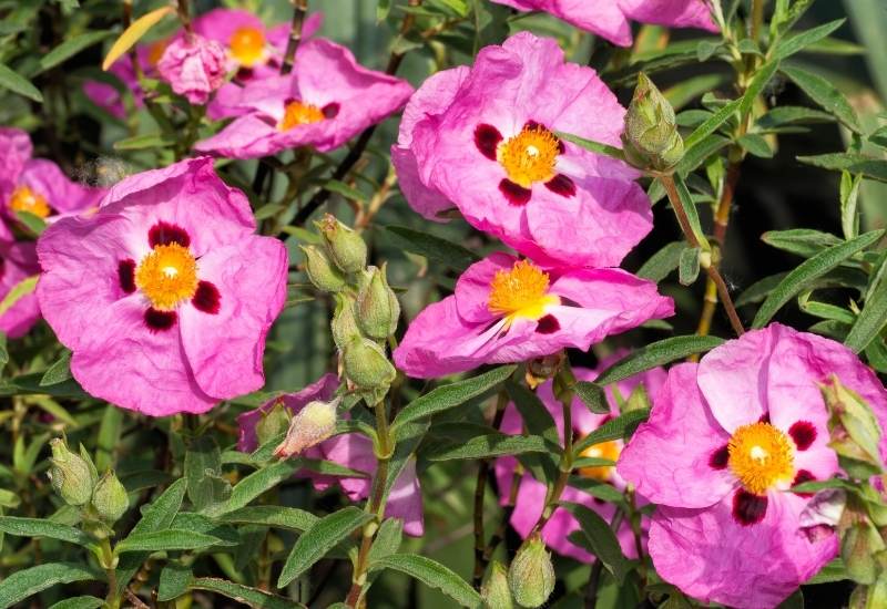 Magenta Rock Rose (Cistus x pulverulentus &lsquo;Sunset&rsquo;)
