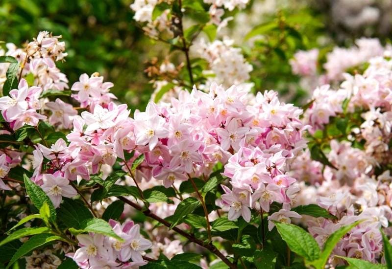 Magician’ Deutzia