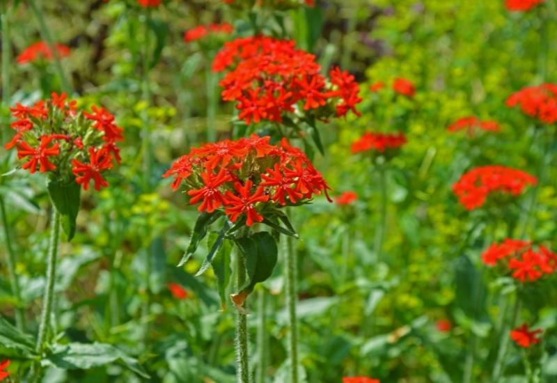 Maltese Cross (Lychnis chalcedonica)