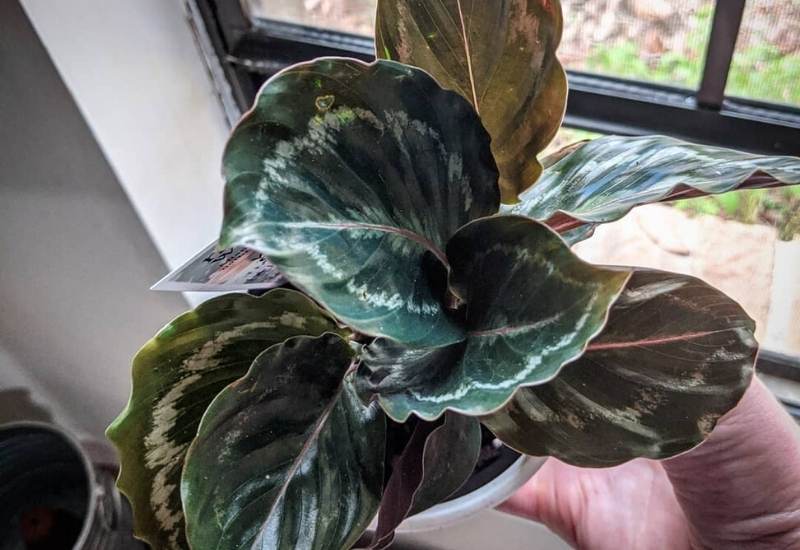 16 Stunning Calathea Varieties and How to Care For Them 2