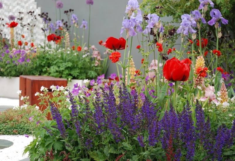 Twelve Stars in a Milky Way if Flowers