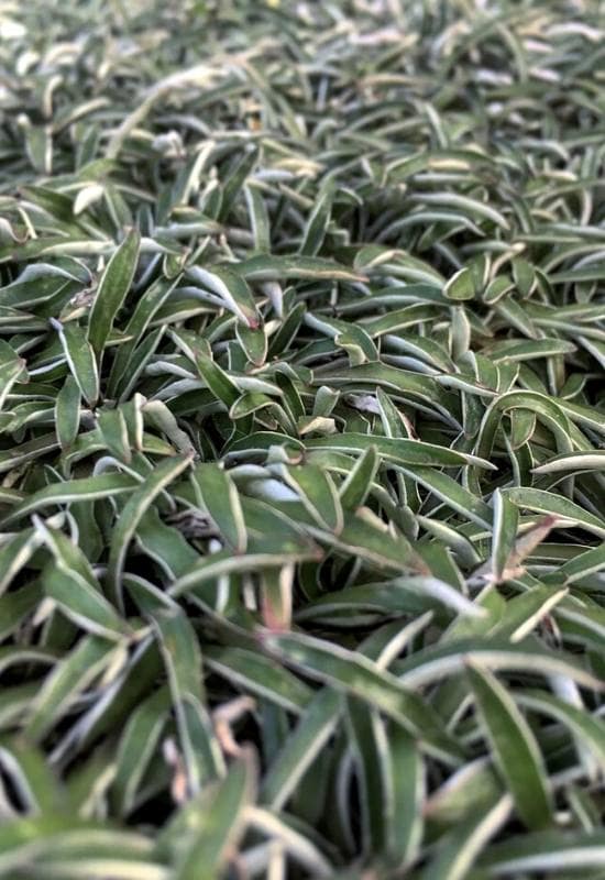 Silver Carpet (Dymondia margaretae)