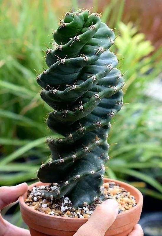 Spiral Cactus (Cereus forbesii spiralis)