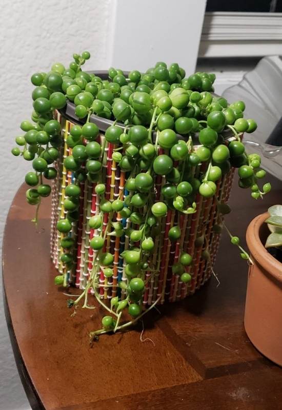 String of Pearls (Senecio rowelyanus a.k.a. Curio rowelyanus)