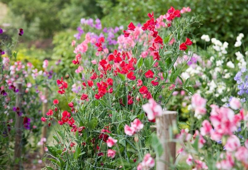 Sweet Peas (Lathyrus spp.)