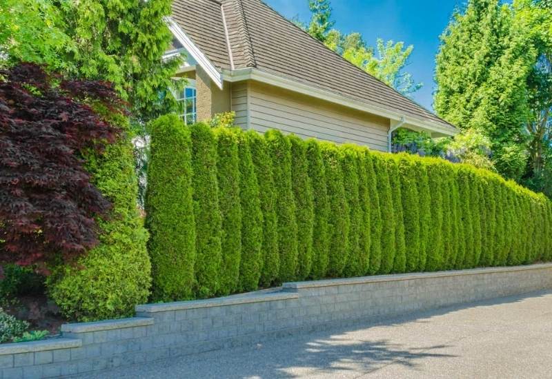 Tall, Skinny and Beautiful Shrubs to Block Prying Eyes