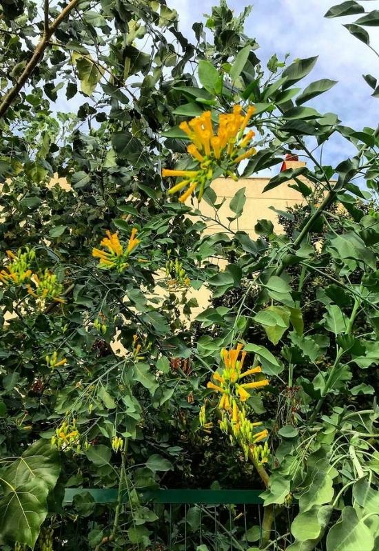 Tree Tobacco (Nicotiana glauca)