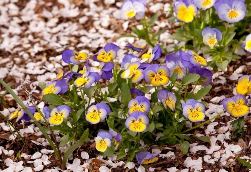 Violas, Pansies and Violets (Viola spp.)