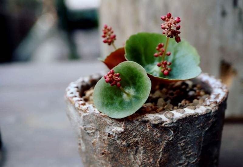 Wine Cup (Crassula umbella)