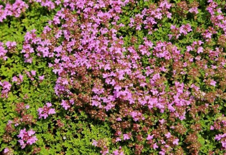 15 Beautiful Ground Cover Plants With Purple Flowers Gardening Chores