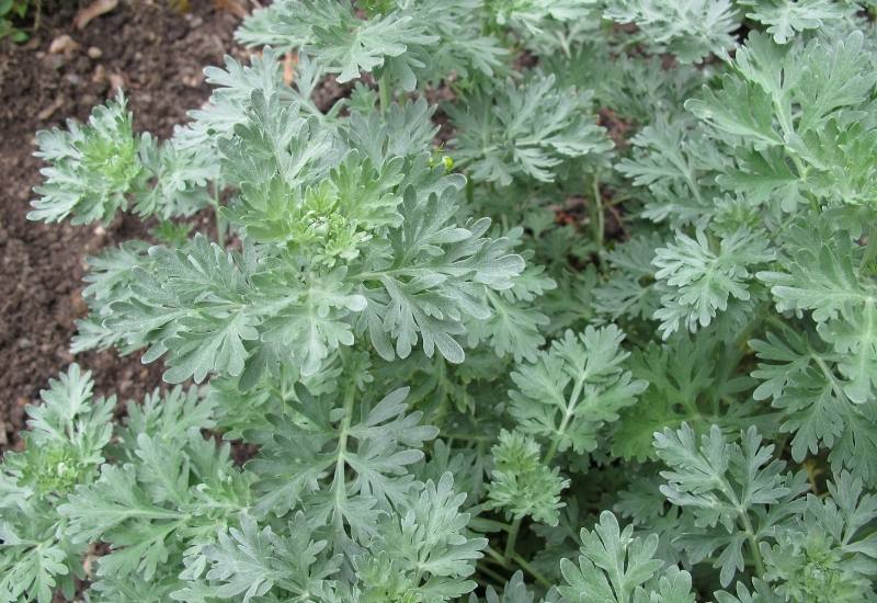 Wormwood (Artemisia schmidtiana ‘Silver Mound’)