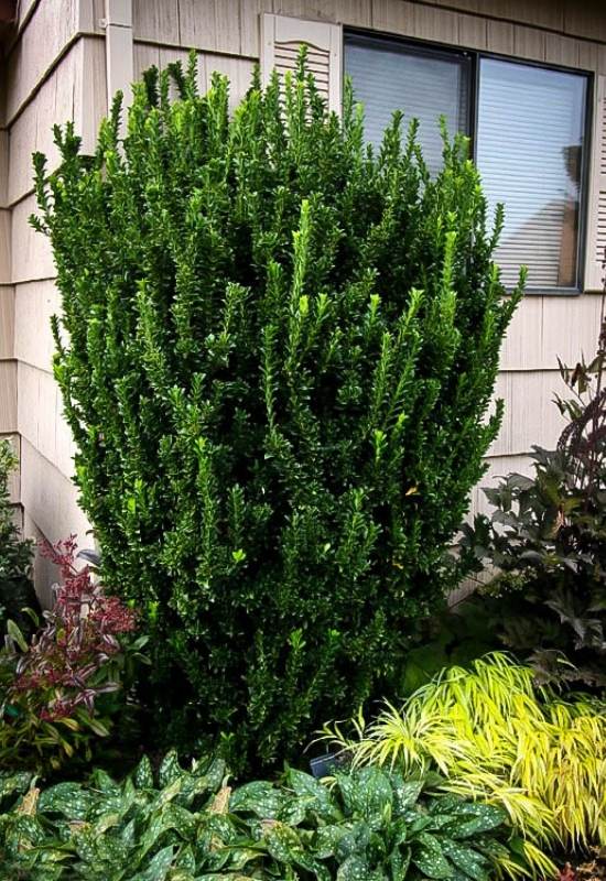 15 Tall and Narrow Screening Shrubs for Year-Round Privacy in Small Garden
