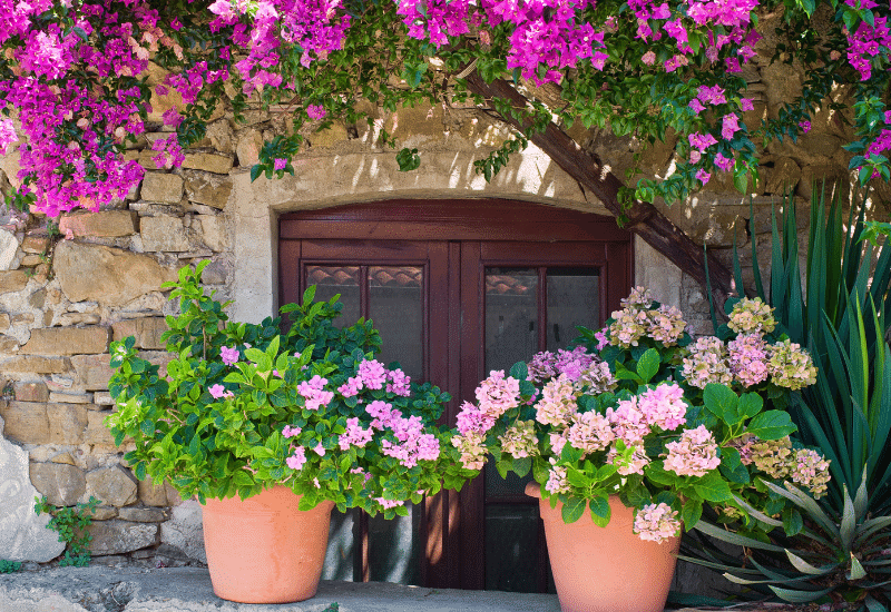 14 Dwarf Hydrangea Varieties for Small Gardens or Containers