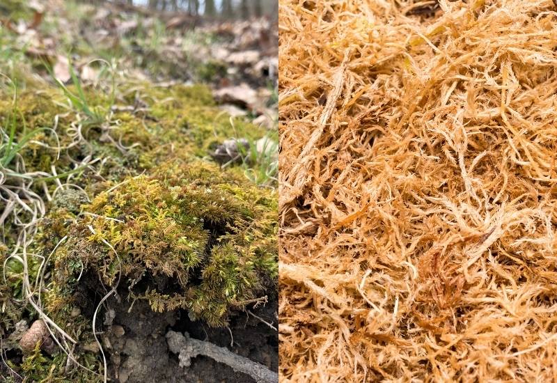 How to Tell Sphagnum Moss and Peat Moss Apart