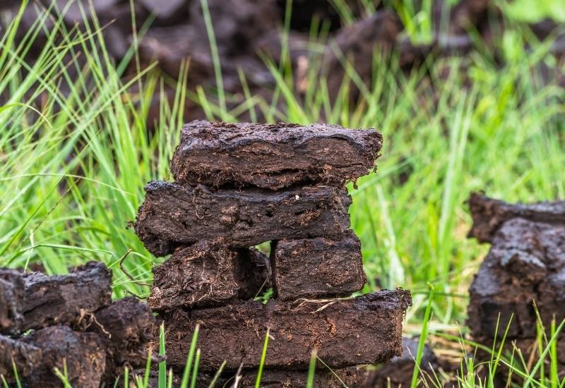 Peat Fields: The “Home” of Sphagnum and Peat Moss