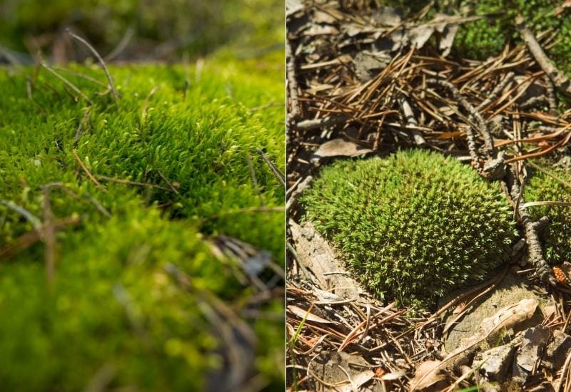 Peat Moss and Sphagnum Moss: The Same Group of Plants