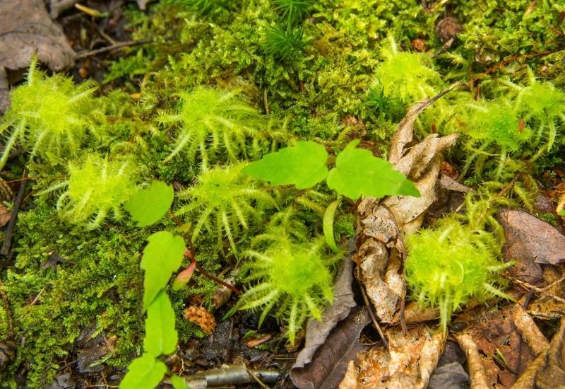 Water Retention in Sphagnum Moss and Peat Moss