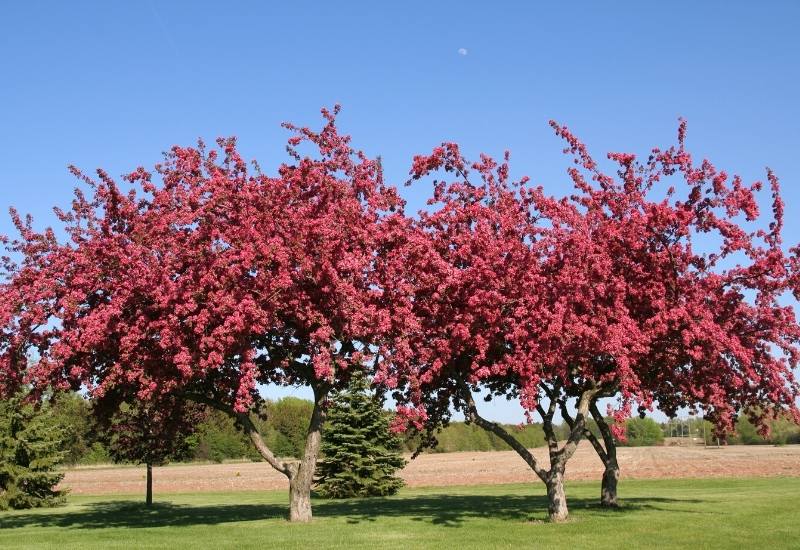 ‘Red Silver’ Flowering Crabapple (Malus hybrida)