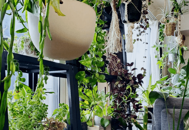 15 Prettiest Indoor Vining And Climbing Plants To Bring Tropical Motifs