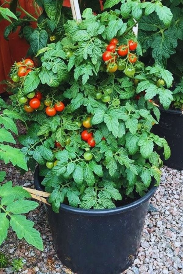 5 Benefit To Growing Tomatoes In Containers
