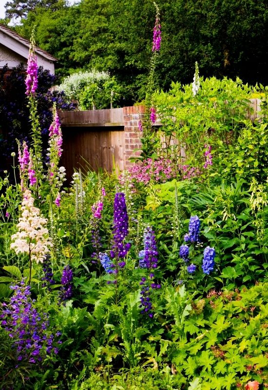 A delphinium is a classic cottage garden plant