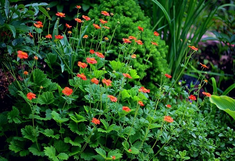Avens is also a traditional cottage garden plant