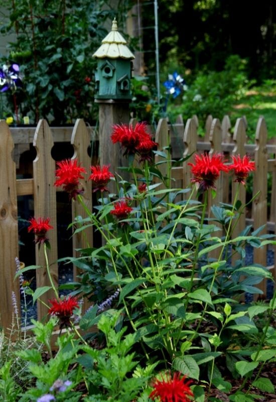 Bee Balm is A classic American native and cottage garden favorite