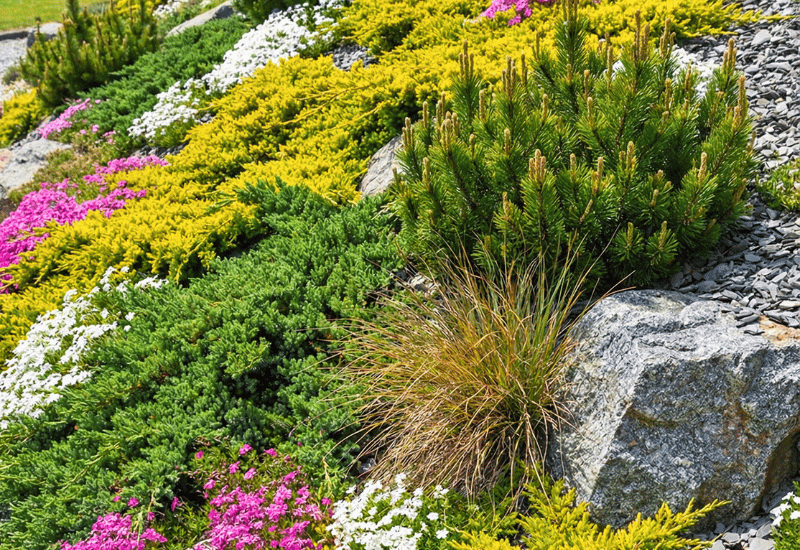 Evergreen Ground Cover Plants