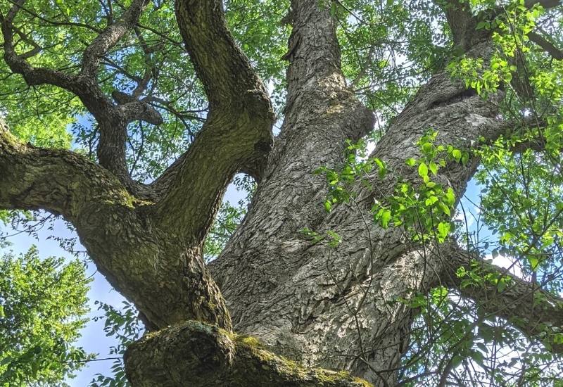 12 Types of Ash Trees That are Great for Home Landscapes 10 Blue Ash (Fraxinus quadrangulata)