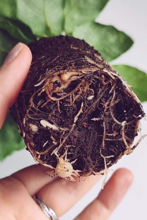 16 Stunning Calathea Varieties and How to Care For Them 5 Calatheas Should Be Repotted Every 1-2 Years