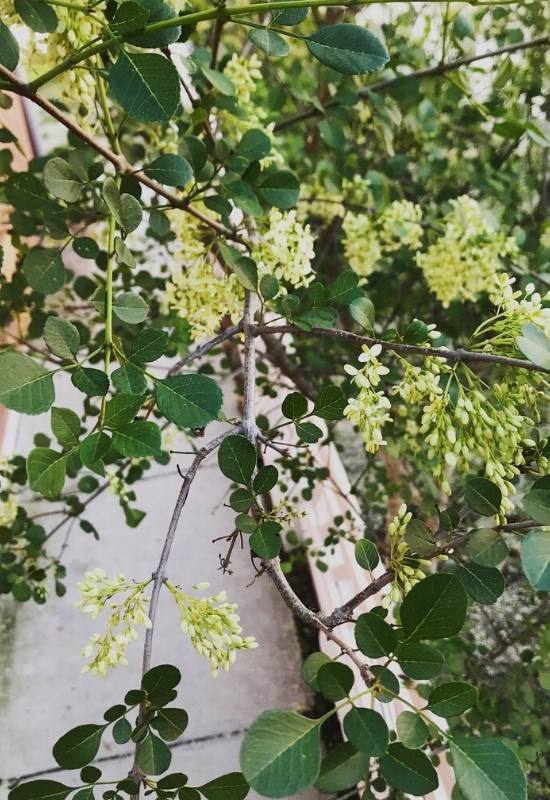 California Ash (Fraxinus dipetala)