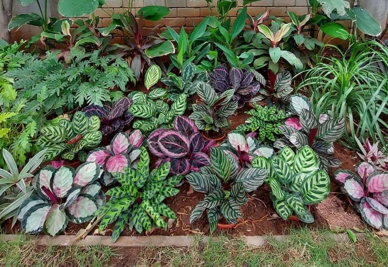 Can You Move Your Calathea Outdoors?