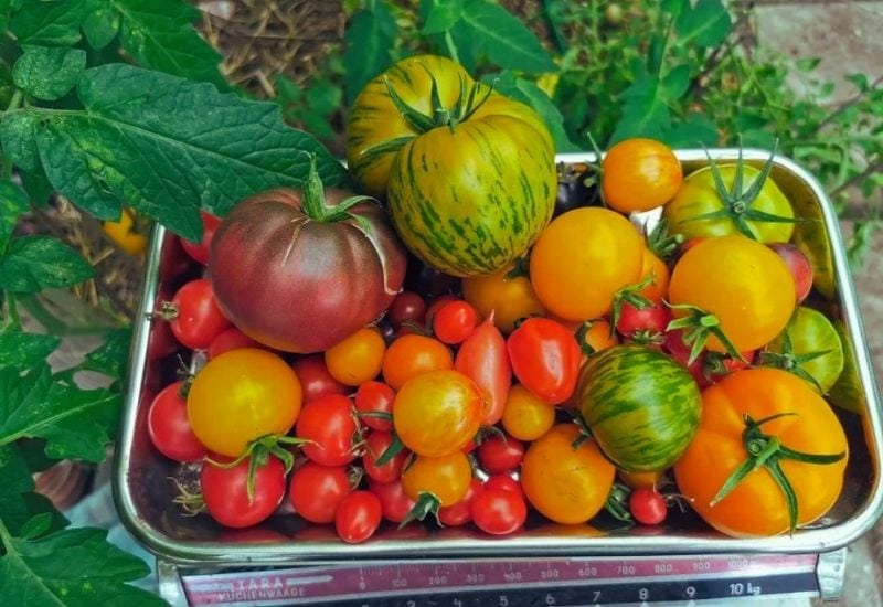Choose The Right Variety Of Tomato That Grow Well In Pots