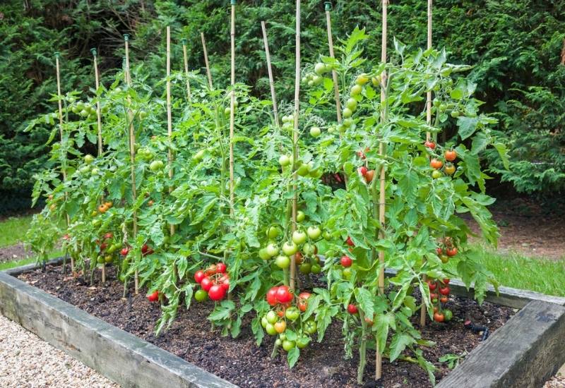 How to Grow Tomatoes in a Raised Garden Bed 2 Why Grow Tomatoes in a Raised Bed?