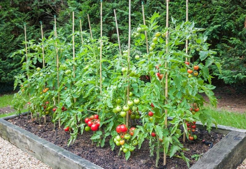 Why Grow Tomatoes in a Raised Bed?