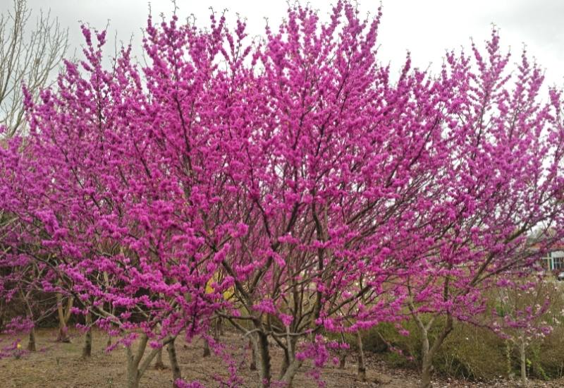 ‘Ace of Hearts’ Eastern Redbud (Cercis canadensis ‘Ace of Hearts’)