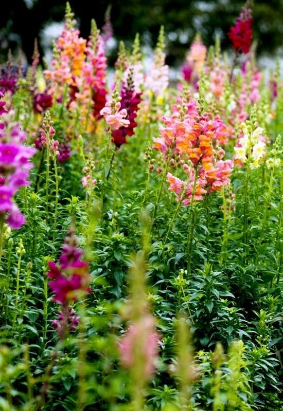 English garden Garden with colorful snapdragon flowers
