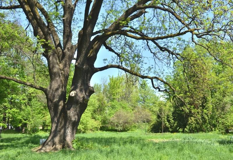 ASH TREES – REALLY STUNNING PLANTS