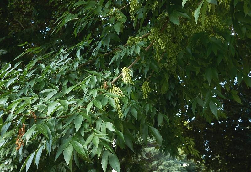 12 Types of Ash Trees That are Great for Home Landscapes 8 Green Ash (Fraxinus pennsylvanica)
