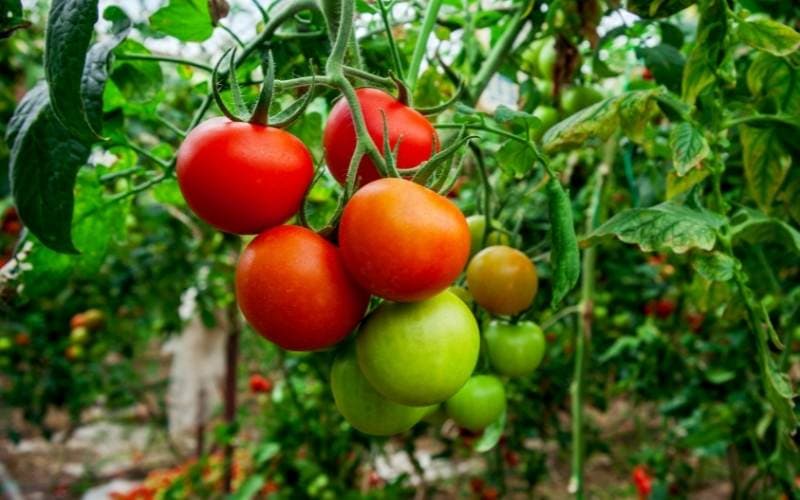 How Long Do Tomatoes Take