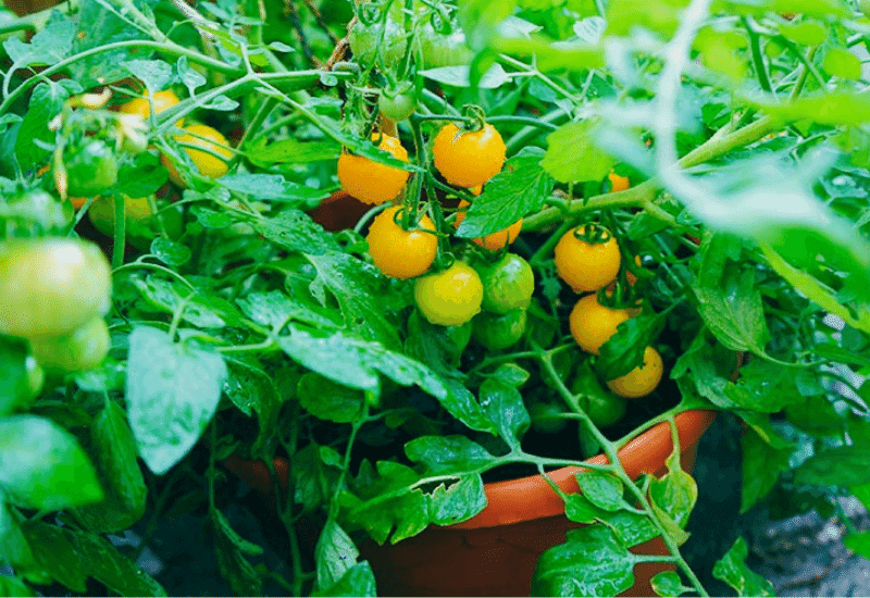 How To Grow LOTS of Tomatoes in Pots And Containers