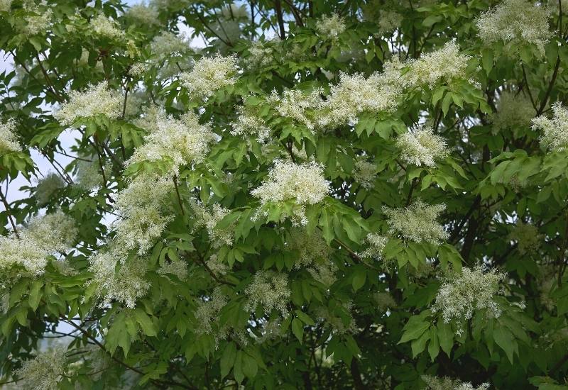 How to Identify Ash Trees from Their Flowers