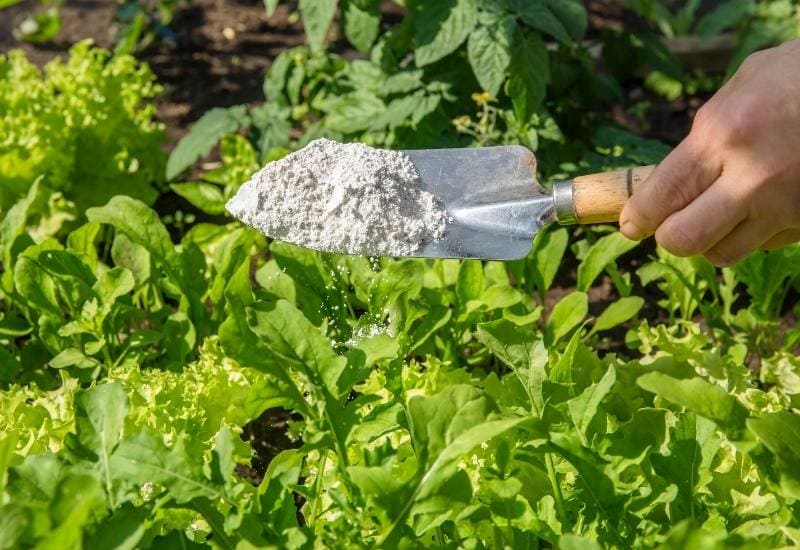Using Diatomaceous Earth (DE) As an Organic Insecticide in Your Garden