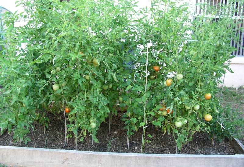 How to Grow Tomatoes in a Raised Garden Bed 11 Install Support Cages and Stakes Early
