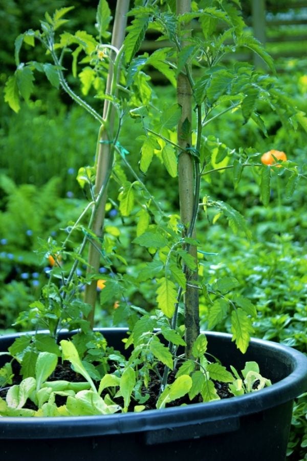 Install a trellis for support